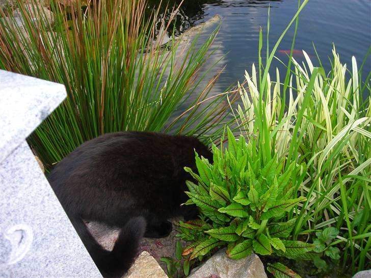 Huskat Kazpar - Kazpar der drikker af vand af bassinet med de sjove fisk.. billede 18