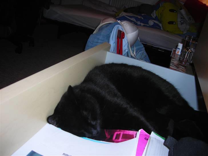 Huskat Kazpar - Kazpar kan lide at sove underlige steder billede 19