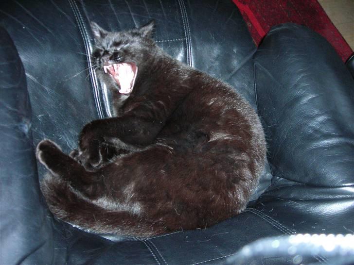 Huskat Kazpar - Gaaaaab ! billede 20