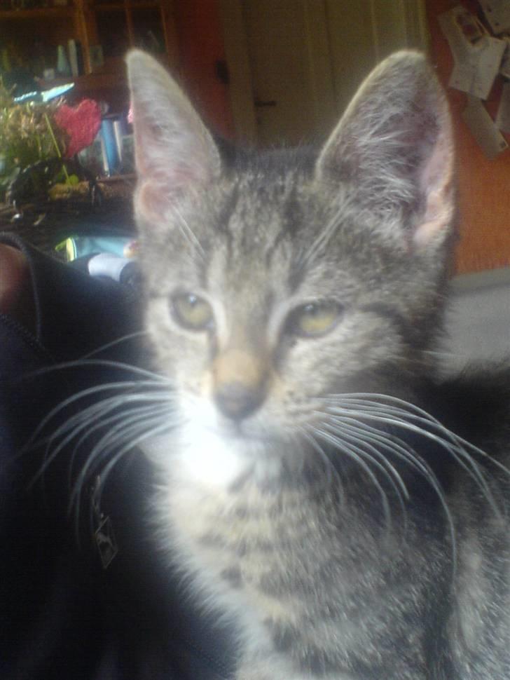 Huskat Dumle - det er mig der bestemmer her i huset.. billede 7