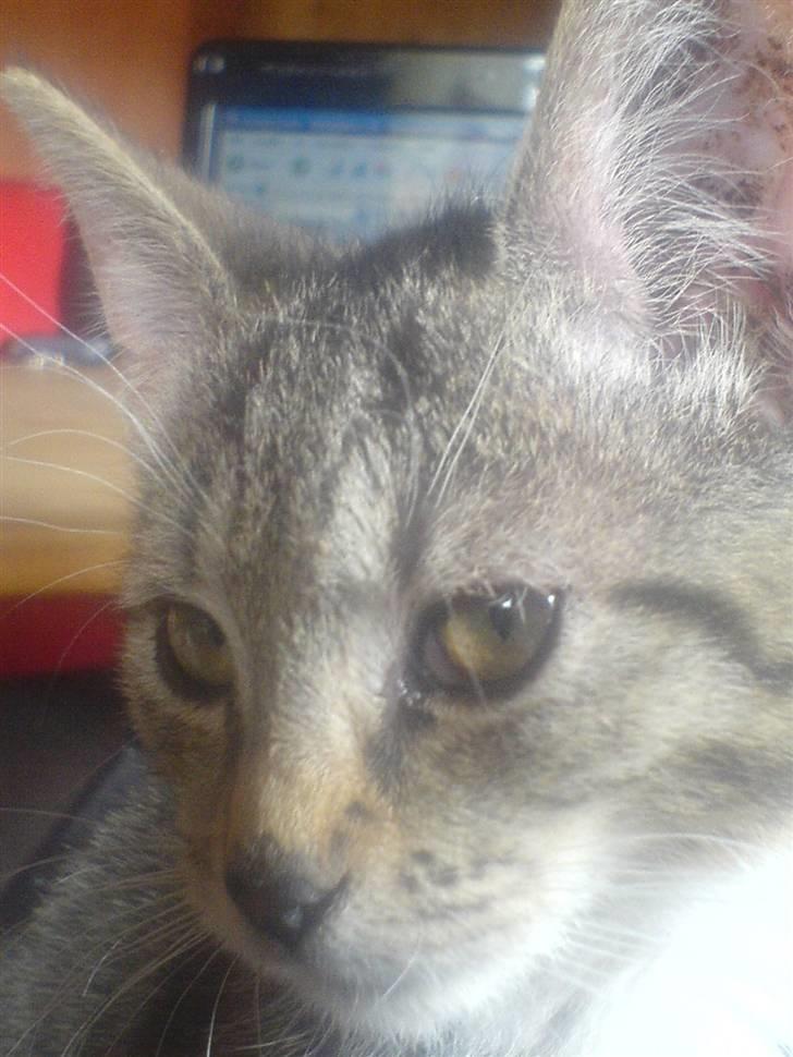 Huskat Dumle billede 8