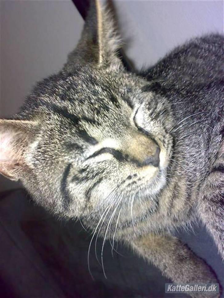 Huskat Lille Musse (: billede 1