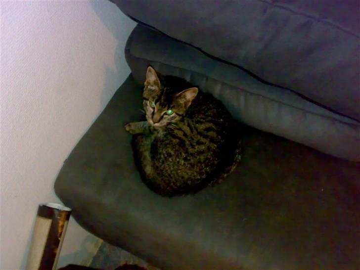 Huskat Lille Musse (: billede 2