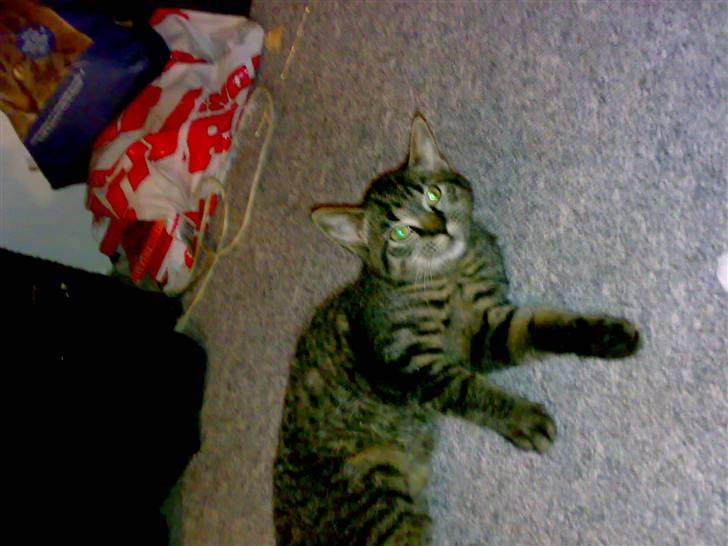 Huskat Lille Musse (: billede 3