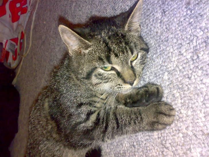 Huskat Lille Musse (: billede 4