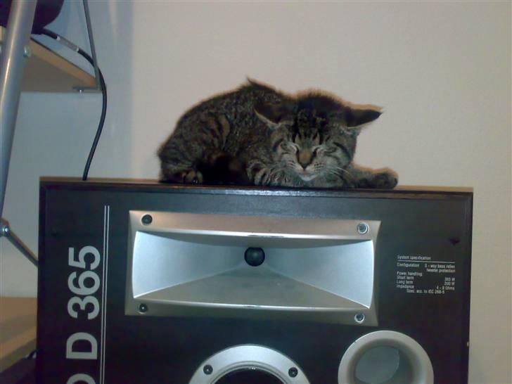 Huskat Lille Musse (: billede 5