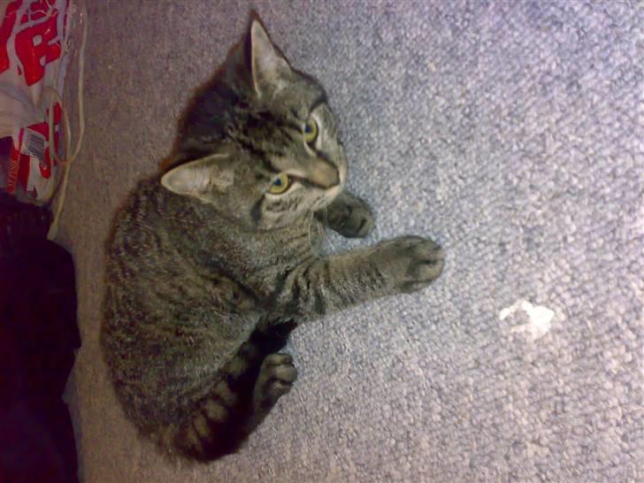 Huskat Lille Musse (: billede 6