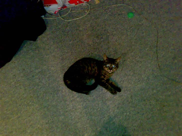 Huskat Lille Musse (: billede 7