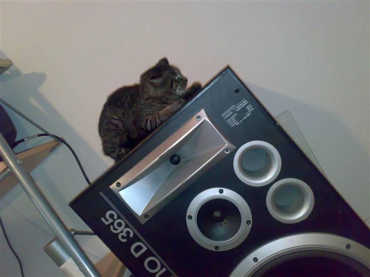 Huskat Lille Musse (: billede 8