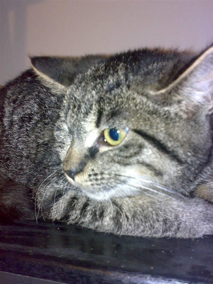 Huskat Lille Musse (: billede 9