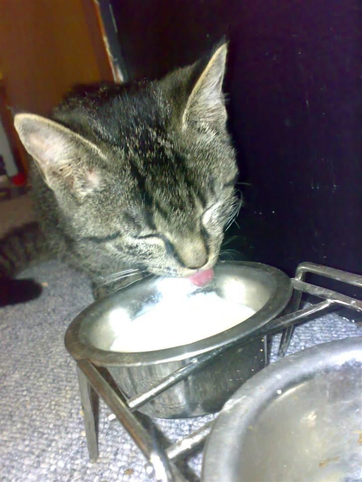 Huskat Lille Musse (: billede 10