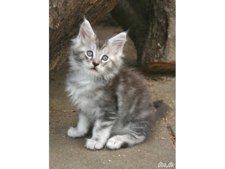 Maine Coon Cosmo - Se Miig =) billede 1