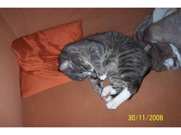 Huskat Anton billede 1