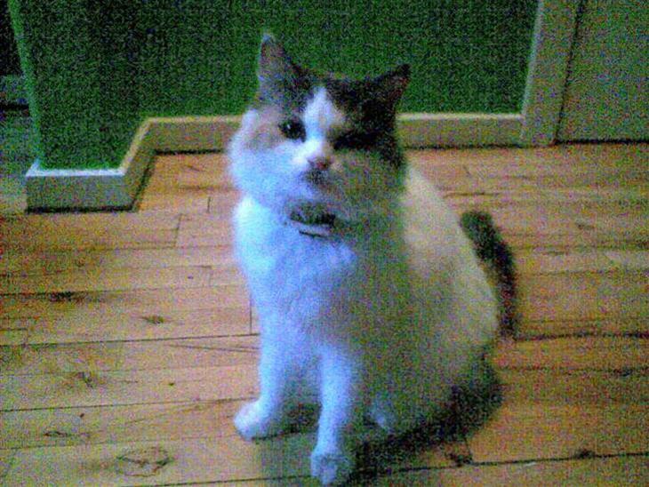 {{currentPhoto.altText}} billede {{currentPhoto.number}}