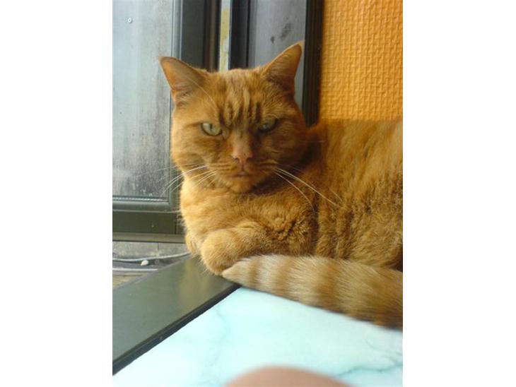 Huskat Garfield Hertz billede 1