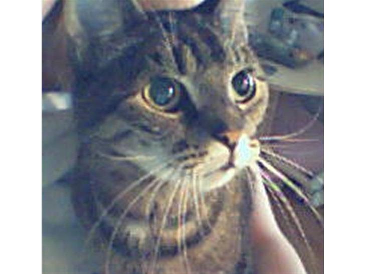 {{currentPhoto.altText}} billede {{currentPhoto.number}}