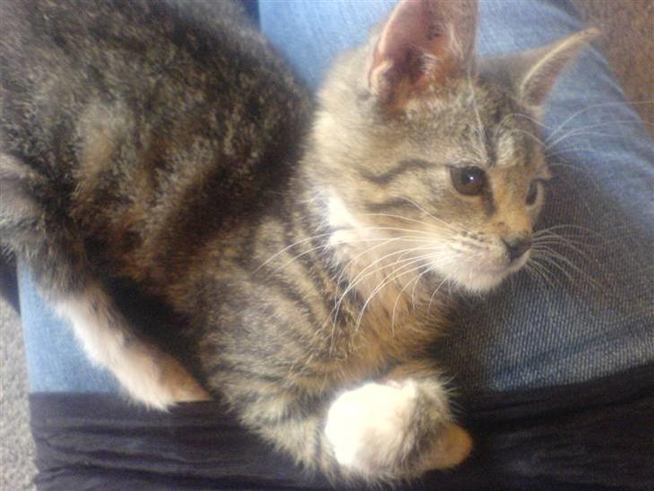 {{currentPhoto.altText}} billede {{currentPhoto.number}}