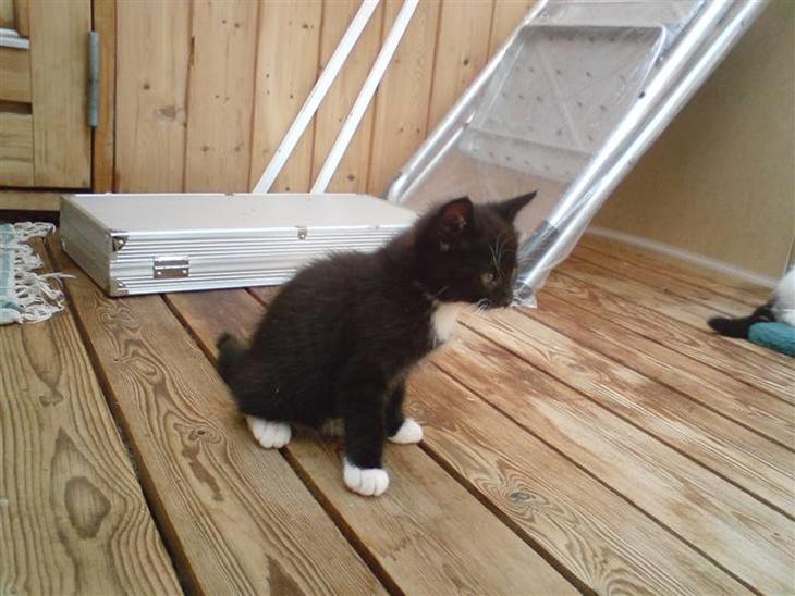 {{currentPhoto.altText}} billede {{currentPhoto.number}}