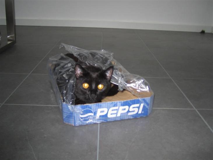 Huskat Oskar billede 1