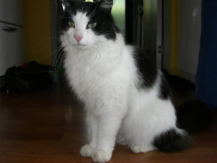 {{currentPhoto.altText}} billede {{currentPhoto.number}}