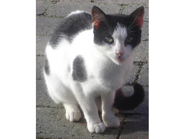 {{currentPhoto.altText}} billede {{currentPhoto.number}}