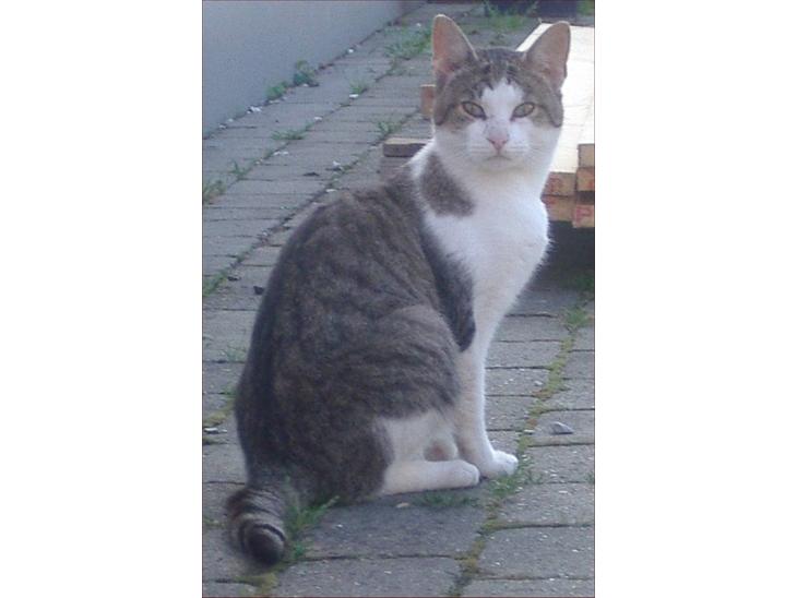 {{currentPhoto.altText}} billede {{currentPhoto.number}}