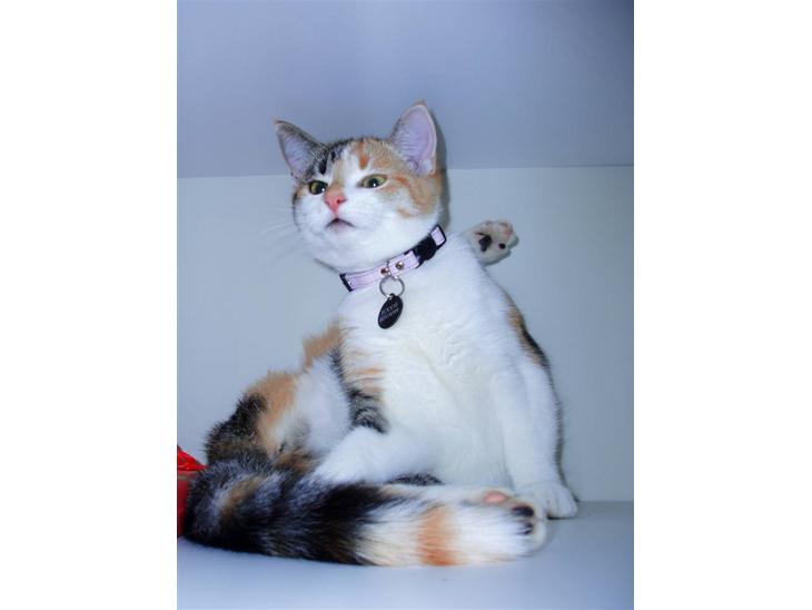 Huskat Amili (Mille) - Smukke Amili som vi kender hende bedst :b <3 billede 1