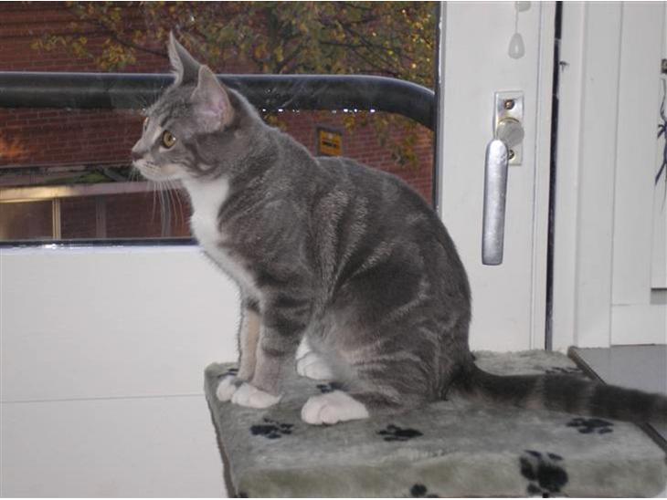 {{currentPhoto.altText}} billede {{currentPhoto.number}}