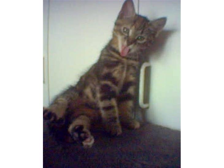 {{currentPhoto.altText}} billede {{currentPhoto.number}}