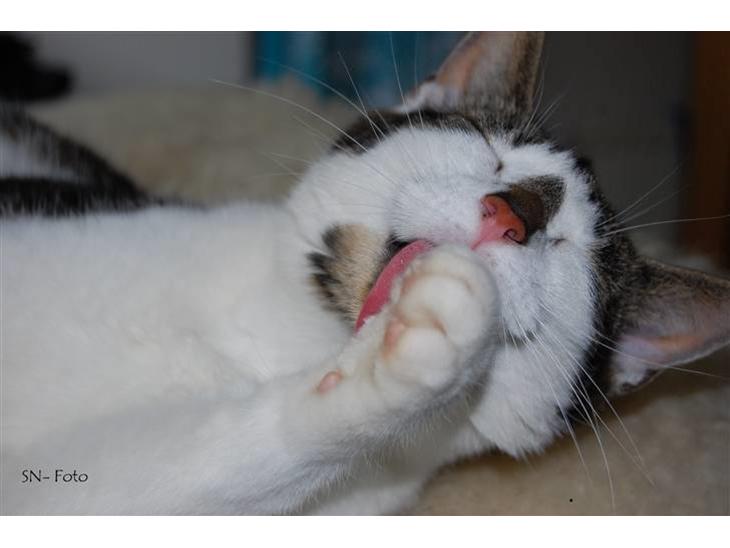 {{currentPhoto.altText}} billede {{currentPhoto.number}}