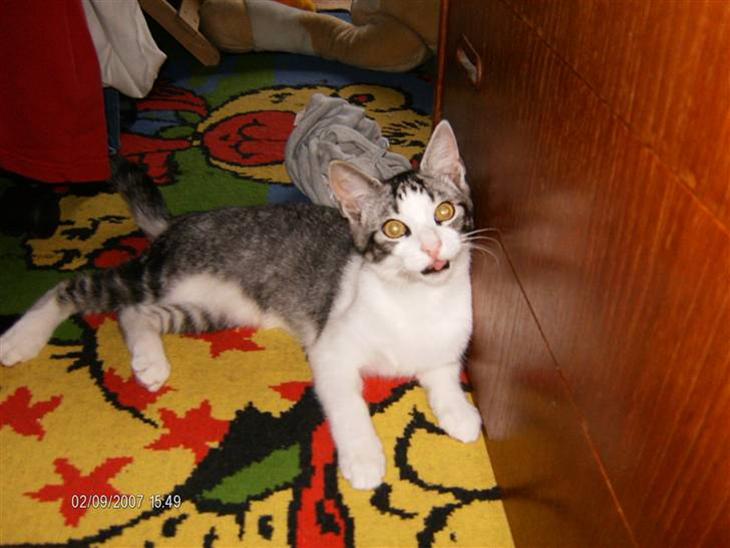 {{currentPhoto.altText}} billede {{currentPhoto.number}}