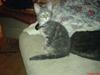 Blanding af racer Main coon bla. Iggy...