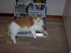 Maine Coon Balou