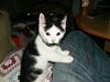 Huskat HAMMES R.I.P love you! [ Himmelkat]