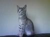 Huskat Trunte