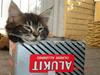 Maine Coon Machrissa