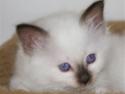 Hellig Birma Nicojama´s Rosie  Rais