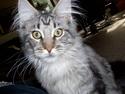 Maine Coon Bacardi