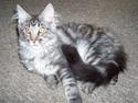 Maine Coon Bobby