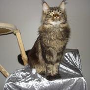 Maine Coon Cooncatz Dina