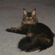 Maine Coon Cooncatz Dina