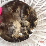 Maine Coon Cooncatz Dina