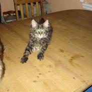 Maine Coon Cooncatz Dina