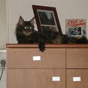 Maine Coon Cooncatz Dina