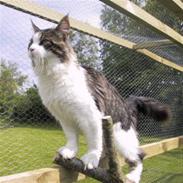 Maine Coon sir joker junior