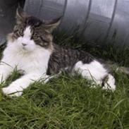 Maine Coon sir joker junior