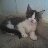 Maine Coon sir joker junior