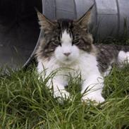 Maine Coon sir joker junior