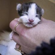 Maine Coon sir joker junior