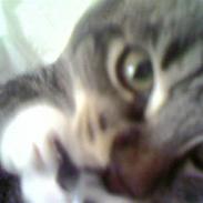 Blanding af racer Stanley